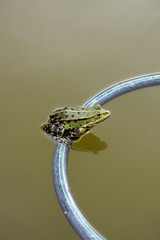 Frosch sitzt auf Schwimmring