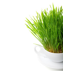 green grass in cup isolated on white background. Raw food concep