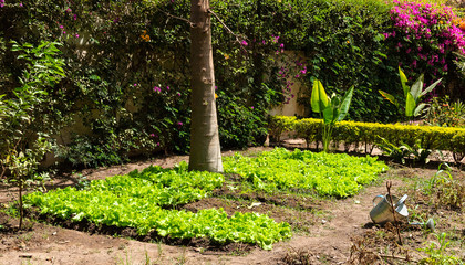 Salads growing in a garden