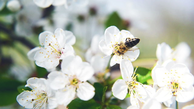Bee collecting pollen from white pear blossoming flowers.