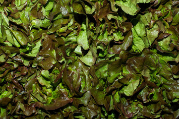 insalata