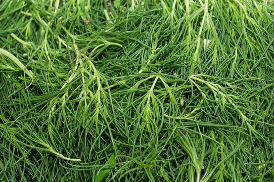 รูปภาพAgretti – เลือกดูภาพถ่ายสต็อก เวกเตอร์ และวิดีโอ17,999 | Adobe Stock