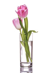 Pink tulips bouquet in vase isolated on white background
