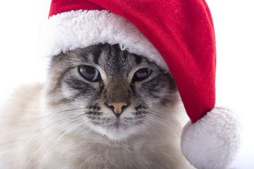 Cat with Santa Claus hat isolated on white background
