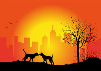 coppia di cani al tramonto © passiflora70