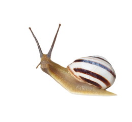 Striped snail isolated on white, vineyard snail