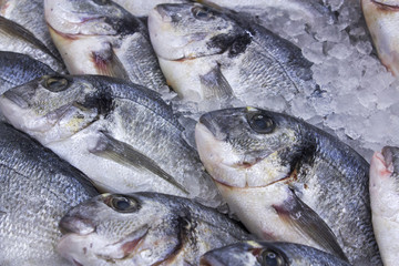 Fresh red fish on ice.