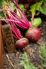Red Beets
