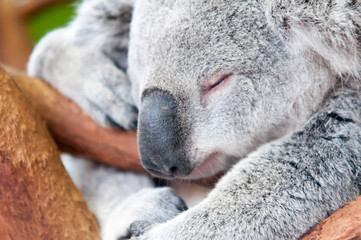 Fototapeta premium adorable koala bear taking a nap sleeping on a tree