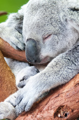 adorable koala bear taking a nap sleeping