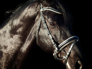 Portrait of  beautiful black breed horse in motion at black back