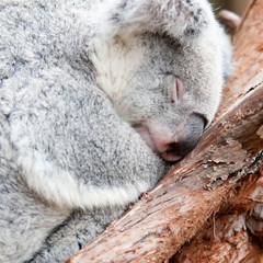 adorable koala bear taking a nap sleeping on a tree © digidreamgrafix