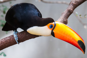 Toucan (Ramphastos toco) sitting on tree branch in tropical fore © digidreamgrafix