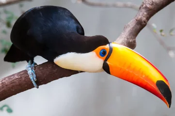  Toucan (Ramphastos toco) sitting on tree branch in tropical fore © digidreamgrafix