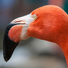 pink flamingo at a zoo in spring