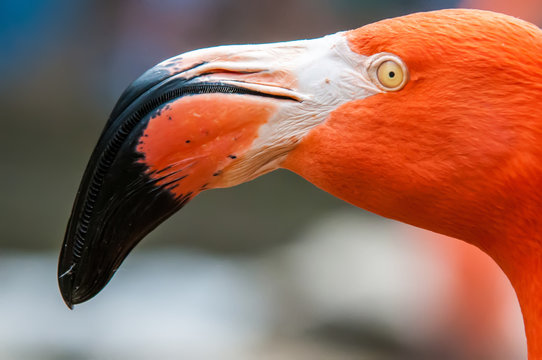 Fototapeta pink flamingo at a zoo in spring