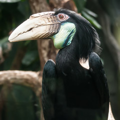 hornbill bird portrait closeup