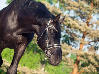 Portrait of  beautiful black breed horse in nice bridle