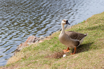 Gray goose near nest with egg