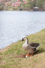 Gray goose near nest with egg