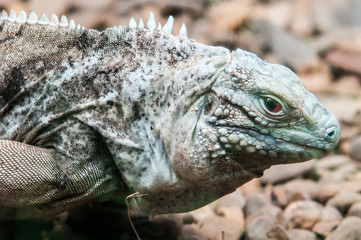 dragon lizzard portrait closeup