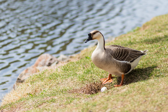 Gray goose near nest with egg