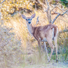 white tail deer bambi in the wild