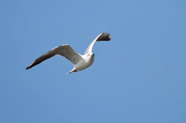 Möwe im Himmel