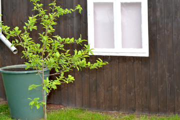 Gartenhaus mit Baum und Regentonne