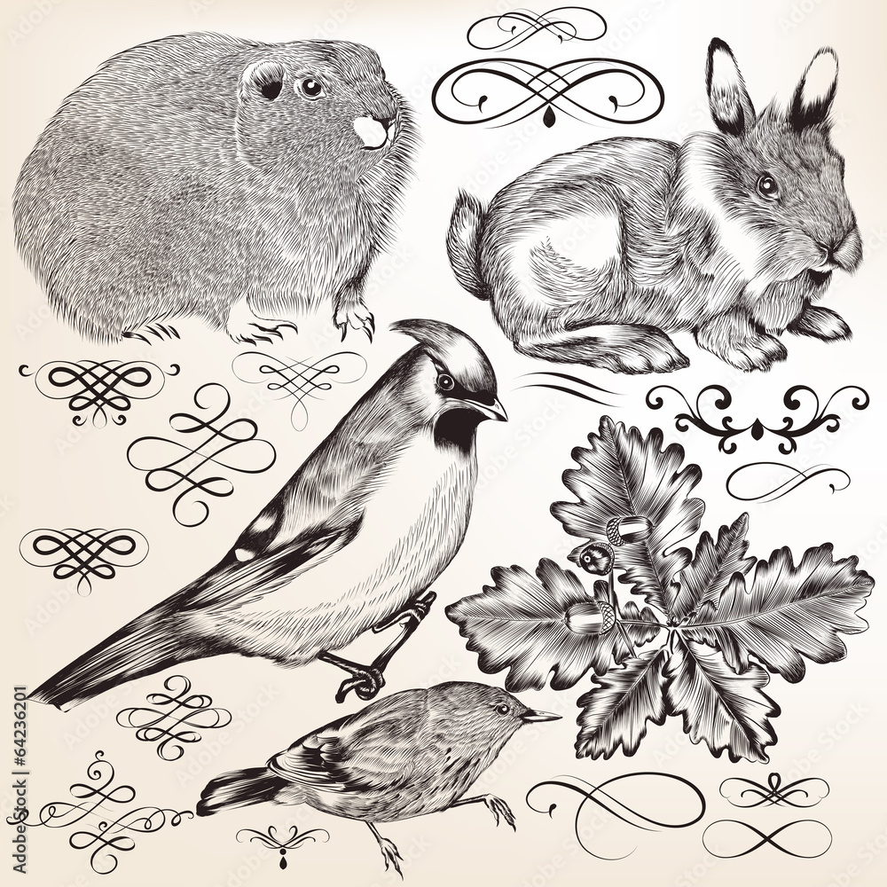 Poster collection of vector detailed elements and animals