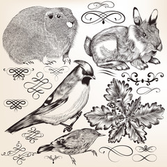 Naklejka premium Collection of vector detailed elements and animals