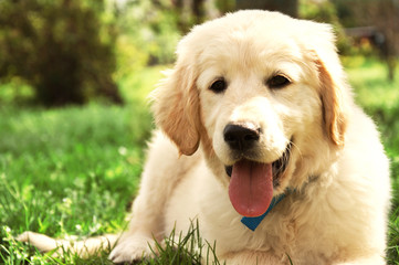 Cute golden retriever puppy.