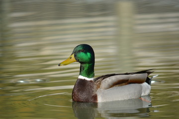 pato salvaje en la ciudad