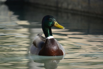 pato salvaje en la ciudad