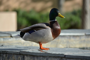 pato salvaje en la ciudad