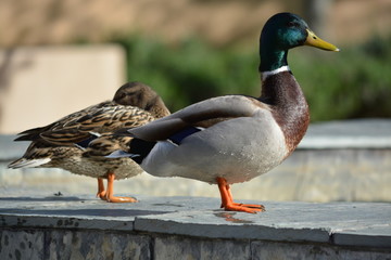 dos patos salvaje en la ciudad