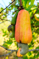 Cashew Tree