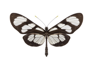 tropical butterfly collection Methona themisto