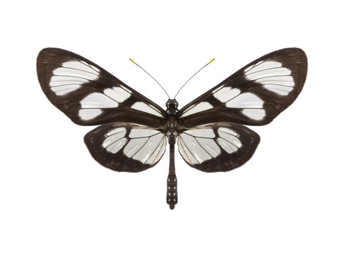 tropical butterfly collection Methona themisto