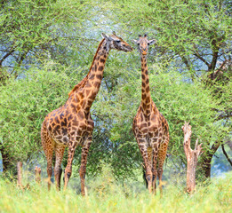 Two Giraffes in National Park, Tanzania.