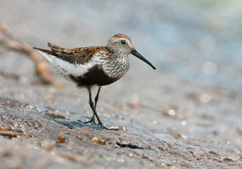 Dunlin
