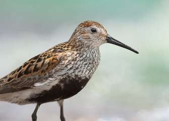 Dunlin portrait