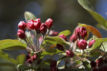 red bud in spring