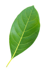 leaves isolated on a white background