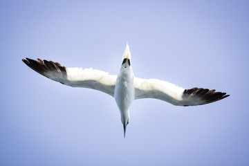 A Albatros flies in the clear blue sky.