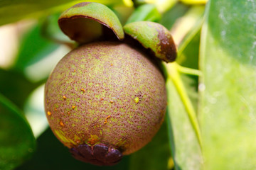 Young mangosteen on tree