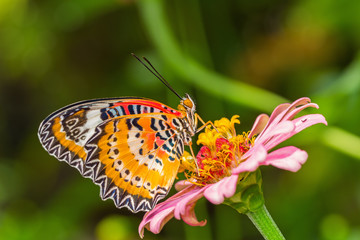 Butterfly and flower
