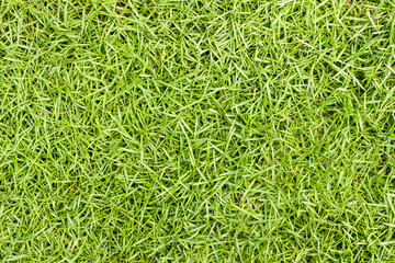 Green grass background texture.