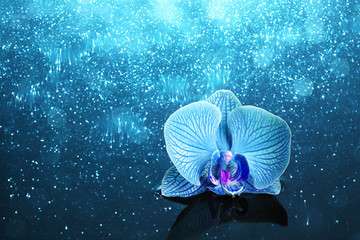 Orchid in water with lights