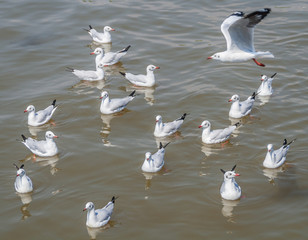 All seagulls birds migrate from northern region of Asia